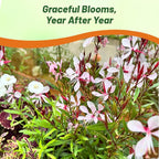 Outsidepride Gaura Seeds - 200 Pcs. Perennial, Drought Tolerant & Low Maintenance, Flower Seeds for Planting Easy to Grow, Vibrant & Tall White-Pink Blooms for Xeriscaping & Pollinator Gardens