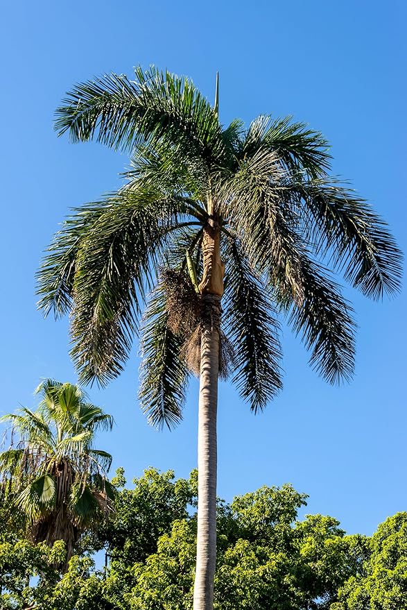 10 Florida Royal Palm Roystonea Regia Tree Houseplant Seeds