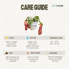 Jitohouse Nepenthes St. Gaya Carnivorous Pitcher Plant [Winter Thermal Packaging Included] | Easy Care Live Plants Indoor Decor House Plants, Unique Gift | Bright Indirect Light Rare Live Plant