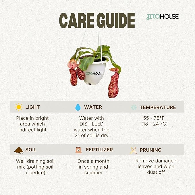 Jitohouse Nepenthes St. Gaya Carnivorous Pitcher Plant [Winter Thermal Packaging Included] | Easy Care Live Plants Indoor Decor House Plants, Unique Gift | Bright Indirect Light Rare Live Plant