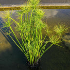 Chalily Dwarf Papyrus, a Great Live Pond Plant for Your Water Garden. Filters koi and Goldfish Ponds. Good for Bogs, Plant Shelf or Shallow Water This marginal Aquatic is a Real Beauty