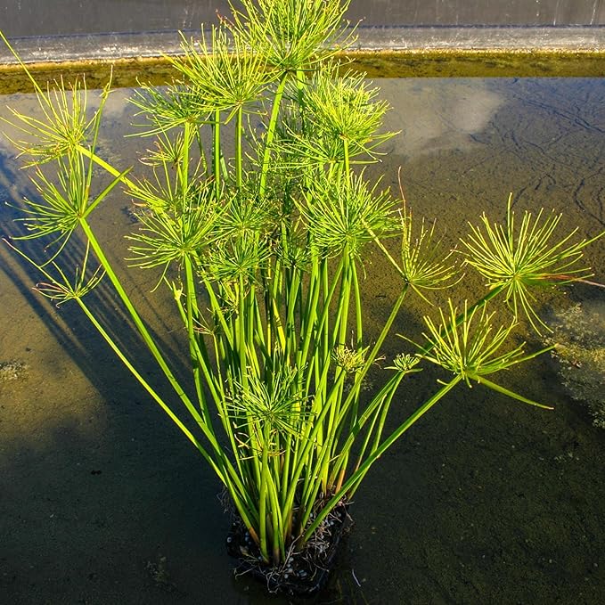 Chalily Dwarf Papyrus, a Great Live Pond Plant for Your Water Garden. Filters koi and Goldfish Ponds. Good for Bogs, Plant Shelf or Shallow Water This marginal Aquatic is a Real Beauty
