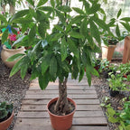 RedCrocus Money Tree Pachira aquatica Indoor Plant- Lucky, Easy Care, Pet Safe, Decorative Foliage 6" Pot