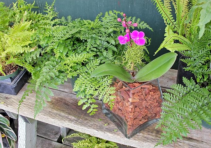 SuperMoss (23112) Orchid Potting Bark, 100% Natural White Fir Bark, 3/4", 2 Cu. Ft.
