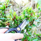 KAKURI Bonsai Scissors Made in Japan 7", Japanese Carbon Steel Blade, Okubo Shears for Bonsai and Garden Use