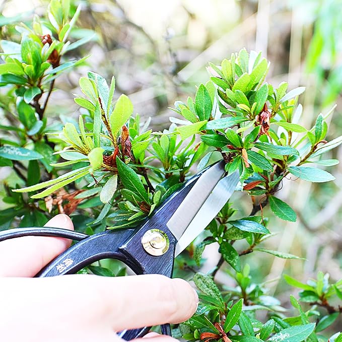KAKURI Bonsai Scissors Made in Japan 7", Japanese Carbon Steel Blade, Okubo Shears for Bonsai and Garden Use