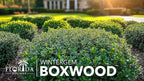 Winter Gem Boxwood | 10 Live Plants | Buxus microphylla Japonica ‘Winter Gem’ | Compact Evergreen Shrubs | Formal Garden Plants for Borders