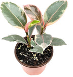 Ficus Decora Tineke Live Potted House Plants Air Purifying
