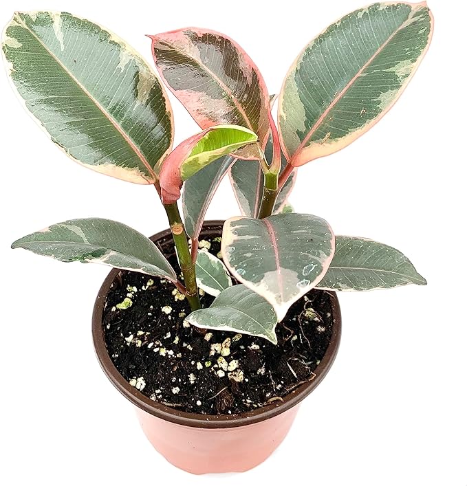 Ficus Decora Tineke Live Potted House Plants Air Purifying