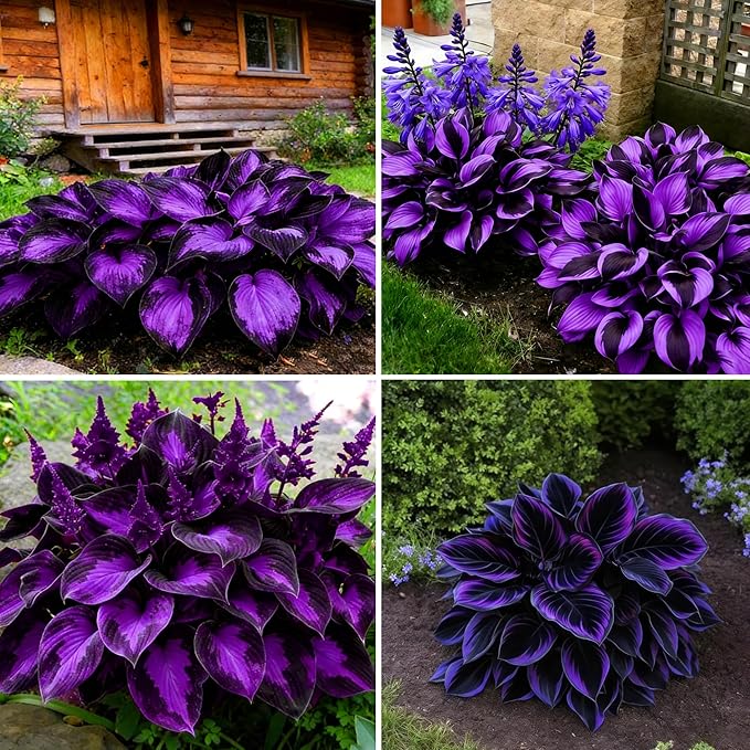 Hosta Seeds for Planting, 200+pcs Rare Perennial Hosta Flower Seeds, Non-GMO Heirloom Long Blooming Plants Shaded Entry Pathway Flowers for Garden Outdoors