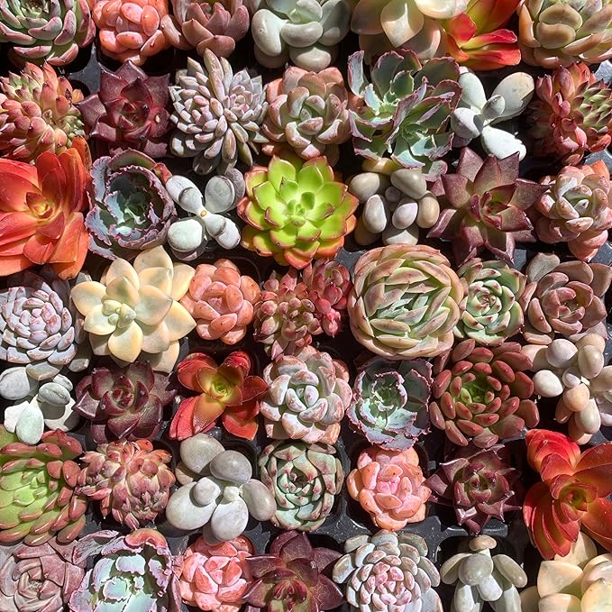 Mix DIY Rare Live Succulent Plants, 0.5-1,5" Random Mystery Bulk Succulent Live Plant, Without Pot & Soil, 12/24/100 Pcs, Garden Indoor Office Desk Decoration, Plant Gifts (100)