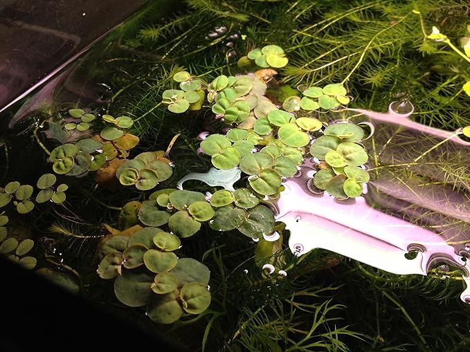 6 Red Root Floater (Phyllanthus Fluitans), Live Aquarium/Aquatic/Floating/ Pond/Beginner Plant, Aquascaping,planted tank ... by G'z