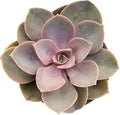 Pink Echeveria 'Perle von Nurnberg' - Elegant Succulent with Pastel Tones - Drought-Tolerant and Low Maintenance Indoor/Outdoor Plant