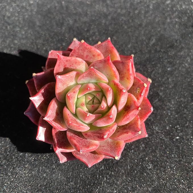 FWPP Succulents Plants Live Echeveria Small Conch,Mini Succulents Red 3 inches Mini Succulents,Bare Root Without Pot,Succulent Plant Live Decoration Plant Gifts
