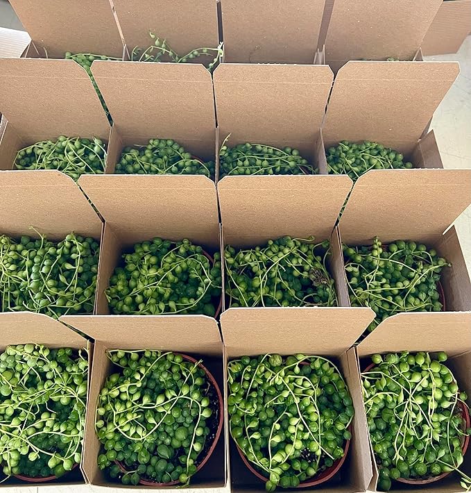 Succulent Plant in Gift Box String of Pearls (Senecio Rowleyanus) - Live Trailing Plants Fully Rooted & in Bloom - Rare House Plant for Home Office Wedding Hanging Decoration - 4" Pot with Soil Mix