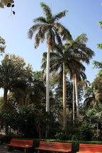 Royal Palm | Seed Grow Kit | The Jonsteen Company