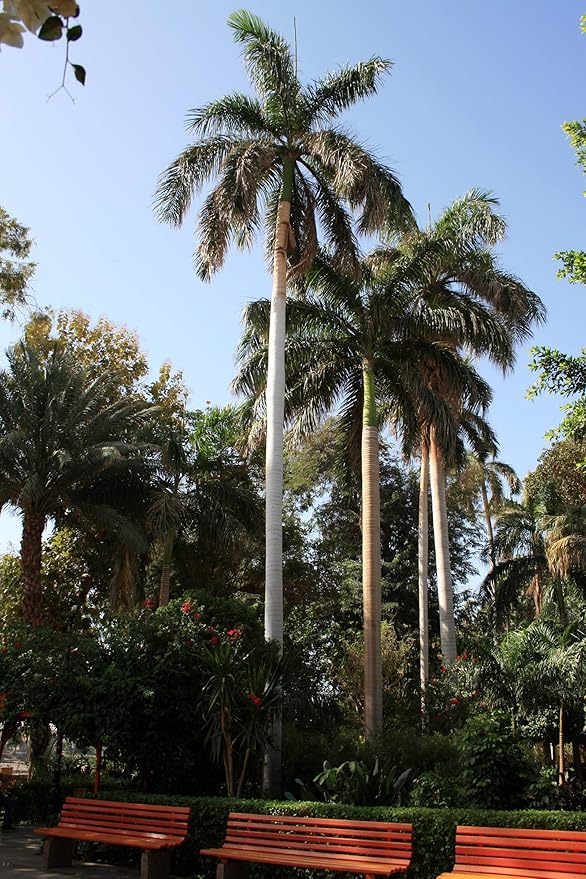Royal Palm | Seed Grow Kit | The Jonsteen Company