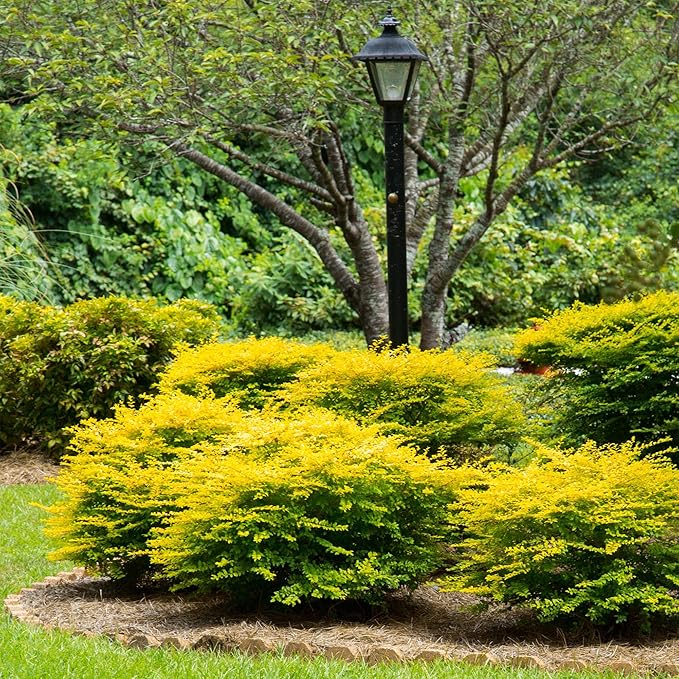 5 Gallon Southern Living Plant Collection Sunshine Ligustrum Privet Shrub