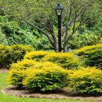 5 Gallon Southern Living Plant Collection Sunshine Ligustrum Privet Shrub