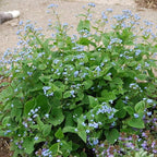 Chalily Forget-me-not, a Great Live Pond Plant for Your Water Garden. Filters koi and Goldfish Ponds. Good for Bogs, Plant Shelf or Shallow Water This marginal Aquatic is a Real Beauty