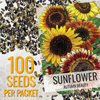 Seed Needs Sunflower Seeds to Plant Autumn Beauty Sunflowers (Mixture) - Heirloom & Open Pollinated Flower Seed to Plant an Outdoor Wildflower Butterfly Garden - Makes a Great Cut Flower (5 Packs)
