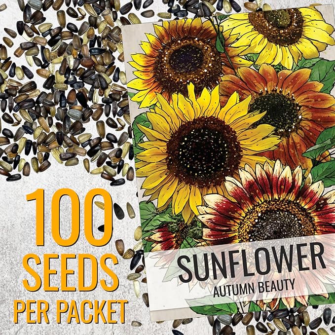 Seed Needs Sunflower Seeds to Plant Autumn Beauty Sunflowers (Mixture) - Heirloom & Open Pollinated Flower Seed to Plant an Outdoor Wildflower Butterfly Garden - Makes a Great Cut Flower (2 Packs)