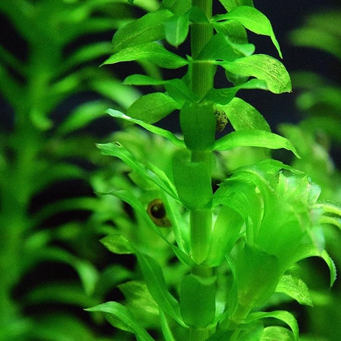 Chalily Anacharis Submerged Oxygenator, a Great Live Pond Plant for Your Water Garden. Filters The koi and Goldfish Pond. Good for Underwater Areas! Submerged Oxygenator!
