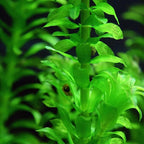 Chalily Anacharis Submerged Oxygenator, a Great Live Pond Plant for Your Water Garden. Filters The koi and Goldfish Pond. Good for Underwater Areas! Submerged Oxygenator!