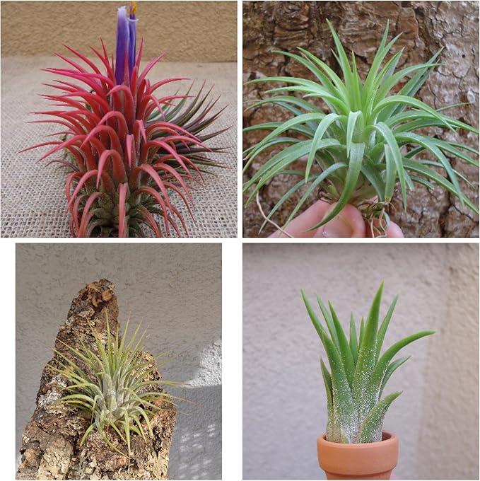 CTS Air Plants Tillandsia Ionantha Assorted 3 Pack
