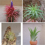 CTS Air Plants Tillandsia Ionantha Assorted 3 Pack