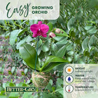 Better-GRO 19” Hanging Kokedama with Phalaenopsis Orchid – Indoor/Outdoor Planter- Pink