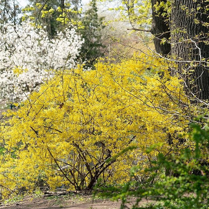 PERFECT PLANTS Lynwood Gold Forsythia Shrub 3 Gallon | Live Shrubs for Outdoor Planting | Fast Growing & Provides Privacy | Gorgeous Yellow Flower in Spring