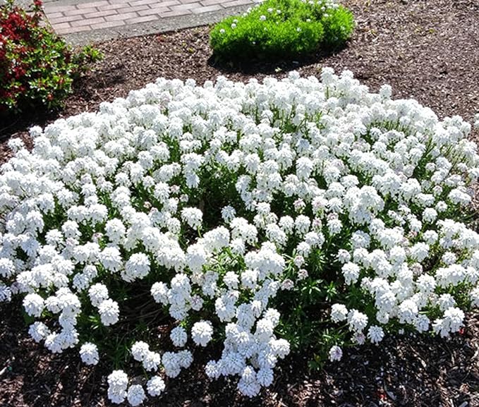 RedCrocus White Out Candytuft Iberis sempervirens- Evergreen Ground Cover, White Flower Clusters, Attracts Pollinators, Container & Garden Use, Pet Safe 2 Gallon