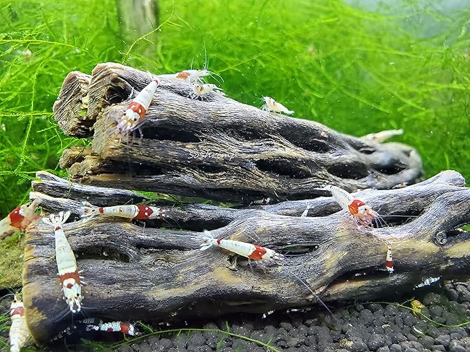 Natural Cholla Wood for Aquarium Decoration Shrimp and Fish Tank (6 Inch (3 Pack))