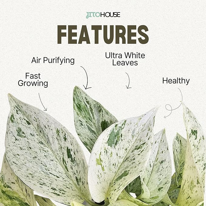Snow White ICY Pothos - Live Plant Easy Care, Low Maintenance for Home Decor - Air Purification Houseplant