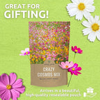 Bulk Cosmos Seeds Wildflower Mixture - 1 Pound Bag - Over 80,000 Seeds - Pink, Yellow, Orange, Red, Purple and White Mixed Species!