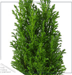 Live Dark Green Cypress Tree - Tabletop Decoration - 12" Tall by 5" Wide in Deco Cover