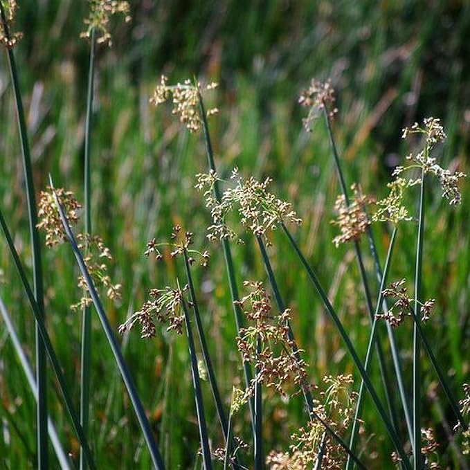 Chalily Giant Bulrush, a Great Live Pond Plant for Your Water Garden. Filters koi and Goldfish Ponds. Good for Bogs, Plant Shelf or Shallow Water This marginal Aquatic is a Real Beauty