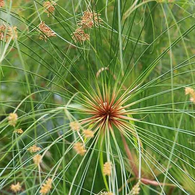 Giant Papyrus, a Great Live Pond Plant for Your Water Garden. Filters The koi and Goldfish Pond. Good for Bogs, Plant Shelf or Shallow Water This marginal Aquatic is a Real Beauty