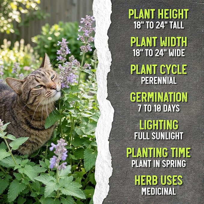 Seed Needs Catnip Seeds for Planting Nepeta cataria - Non-GMO Heirloom & Untreated Herb Seed to Plant & Grow an Outdoor Home Grown Garden (5 Packs)