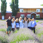 Victoria's Lavender Tumalo Lavender French Lavandin Lavender Plant, Live Edible Plants, Organically Grown, Non-GMO, Aromatic Perennial Herbs