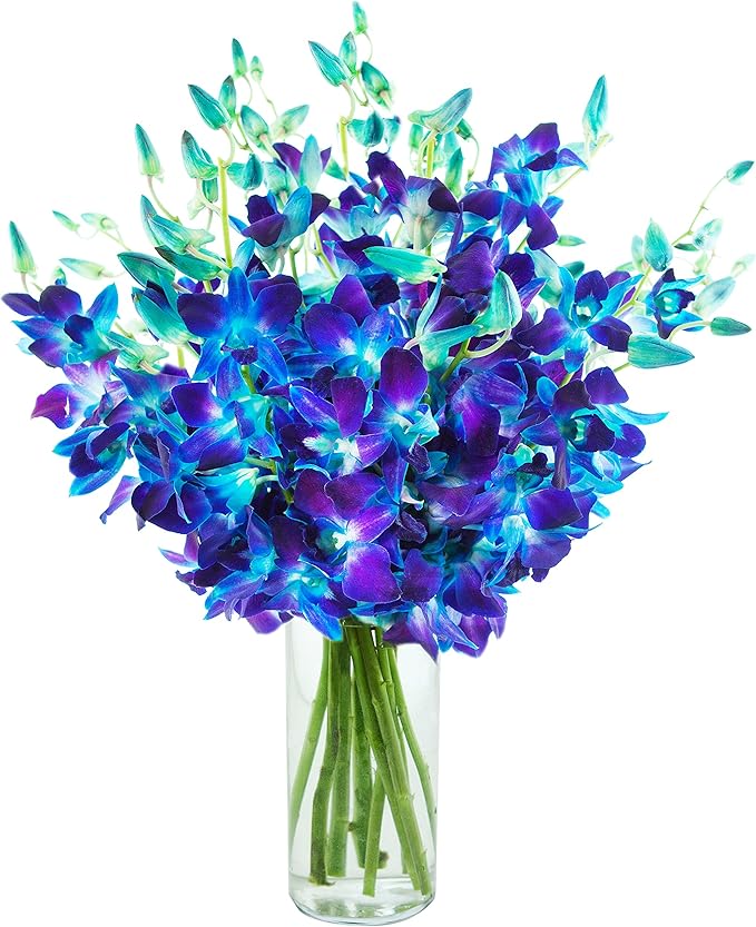 KaBloom - Exotic Blue Sapphire Orchid Bouquet of 20 Fresh Blue Dendrobium Orchids from Thailand with Vase - Fresh Flowers for Birthday, Valentine's & Mother's Day