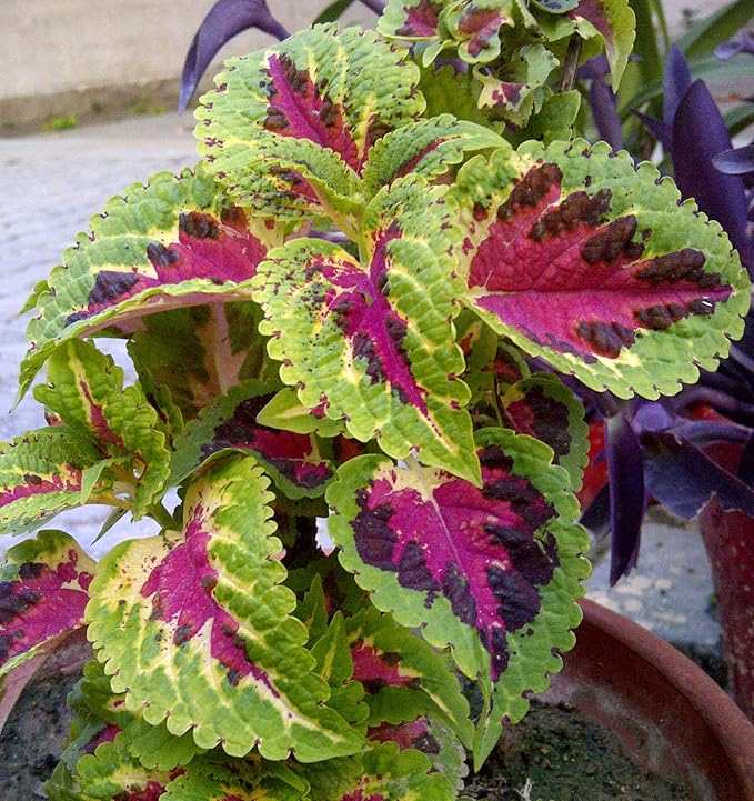 Beautiful 100 Coleus Seeds Rainbow Mix House Plant Ornamental