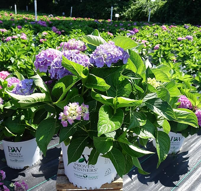Proven Winners - Hydrangea mac. Let's Dance Blue Jangles (Reblooming hydrangea) Shrub, RB pink or blue, #3 - Size Container