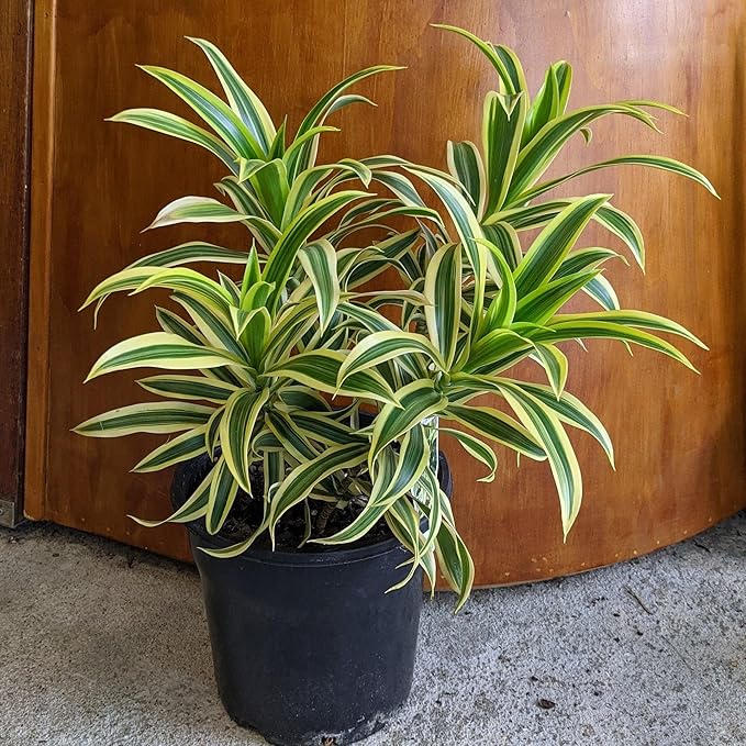 RedCrocus Lemon Lime Dragon Tree Bush- Variegated Indoor & Outdoor Plant- Easy Care Evergreen Foliage- Tolerates Bright, Indirect Light- Pet Safe (Toxic to Cats & Dogs) 10" Pot