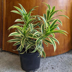 RedCrocus Lemon Lime Dragon Tree Bush- Variegated Indoor & Outdoor Plant- Easy Care Evergreen Foliage- Tolerates Bright, Indirect Light- Pet Safe (Toxic to Cats & Dogs) 10" Pot