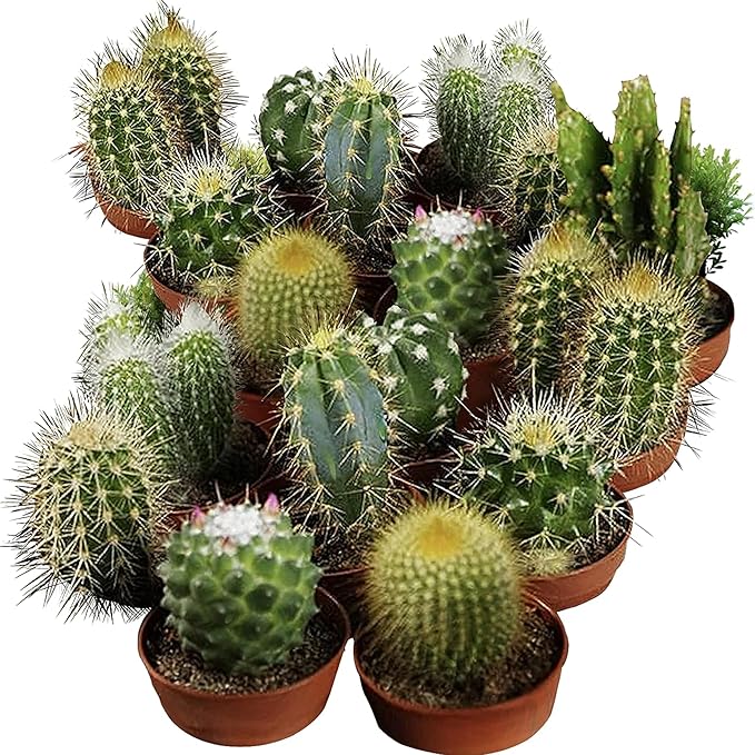 Seed Needs, Mixed Cacti/Cactus Seeds - 130 Seeds for Planting - Great Plants for Indoor Office Spaces, Easy to Grow (1 Pack)