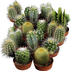 Seed Needs, Mixed Cacti/Cactus Seeds - 130 Seeds for Planting - Great Plants for Indoor Office Spaces, Easy to Grow (1 Pack)