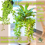 Dr. Lu’s Organic Trailing Jade Plant | Rare Jade Plant | Succulents Plants Live | Air Purifying Plants Indoor | Easy Grow House Plants in 5'' H x 4'' W Nursery Pot