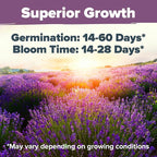 HOME GROWN Non GMO English Lavender Seeds 3,000+ Wildflower Seed for Planting Indoor/Outdoor, High Germination, Plant Flower Seeds (Lavandula antustifolia)